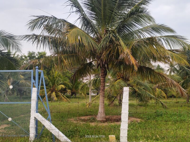 6acre Sale Kangayam to Dharapuram Main Road